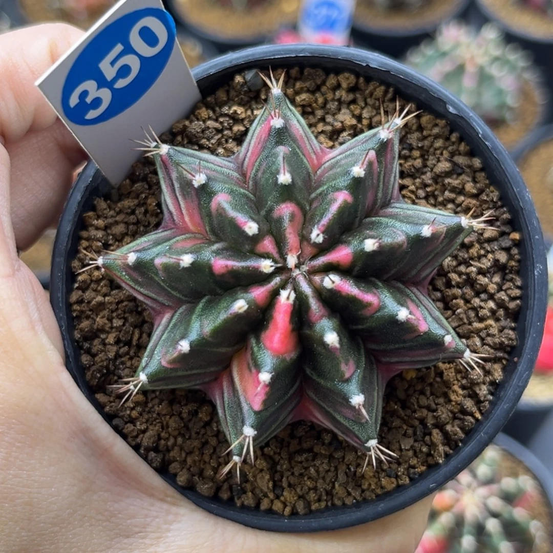 一物一拍350米哈锦