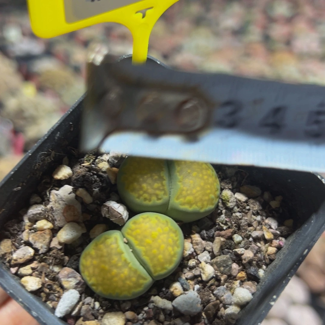 929 生石花大群生大群生