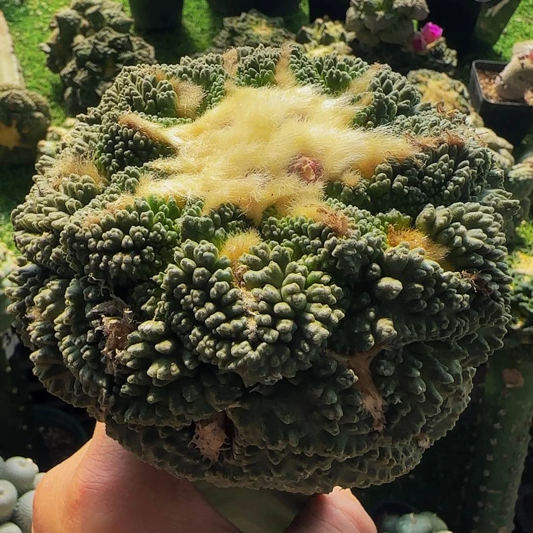 超大龟甲580仙人球