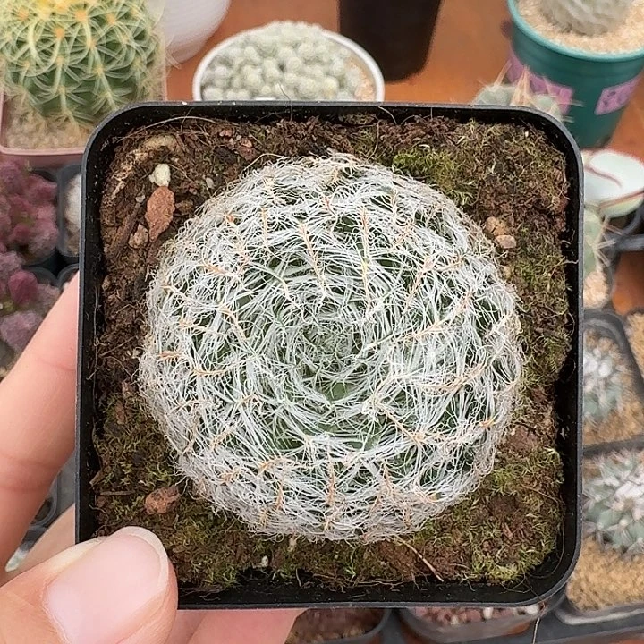 钢丝球仙人球1234