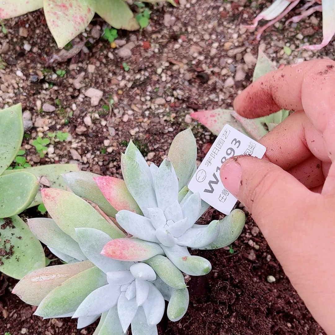 1893苹果拇指多肉