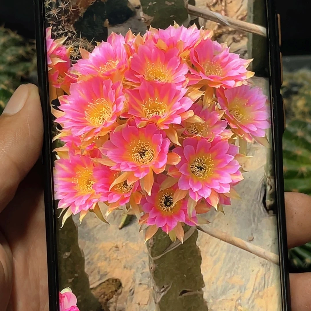 丽 金丝粉侧芽 歪 满20包邮4公分