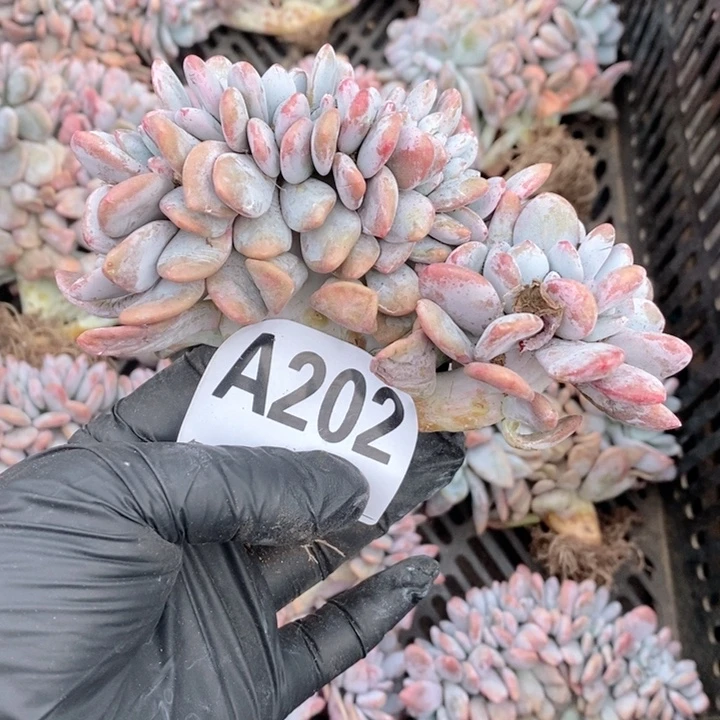 202开播福利粉兔缀哇