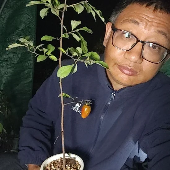 旭***日完全开放老鸦柿品种苗