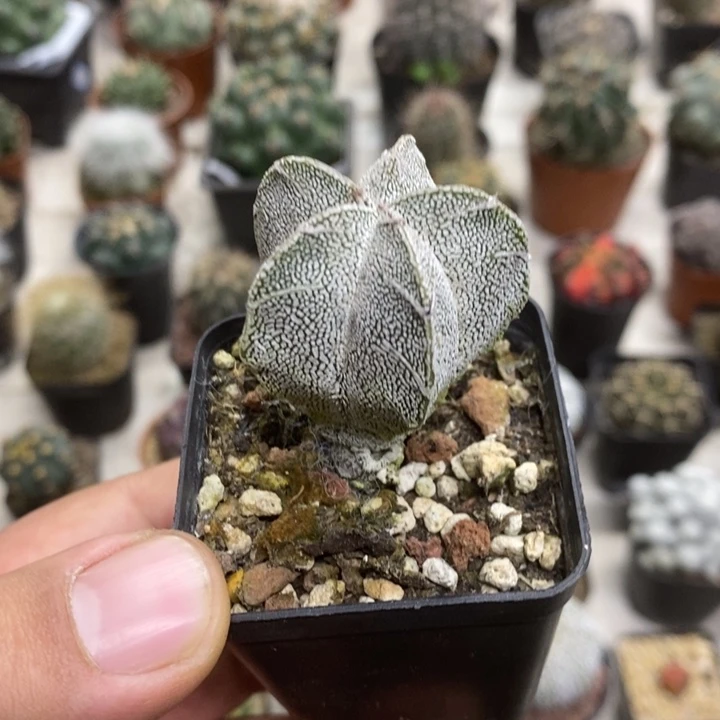 实生恩塚特价福利