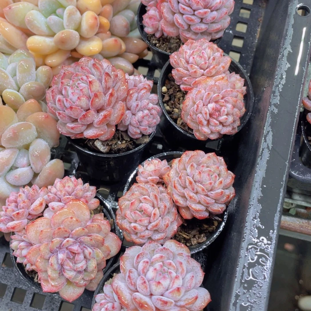 501号全状态小红雪鲁冰多头群一个