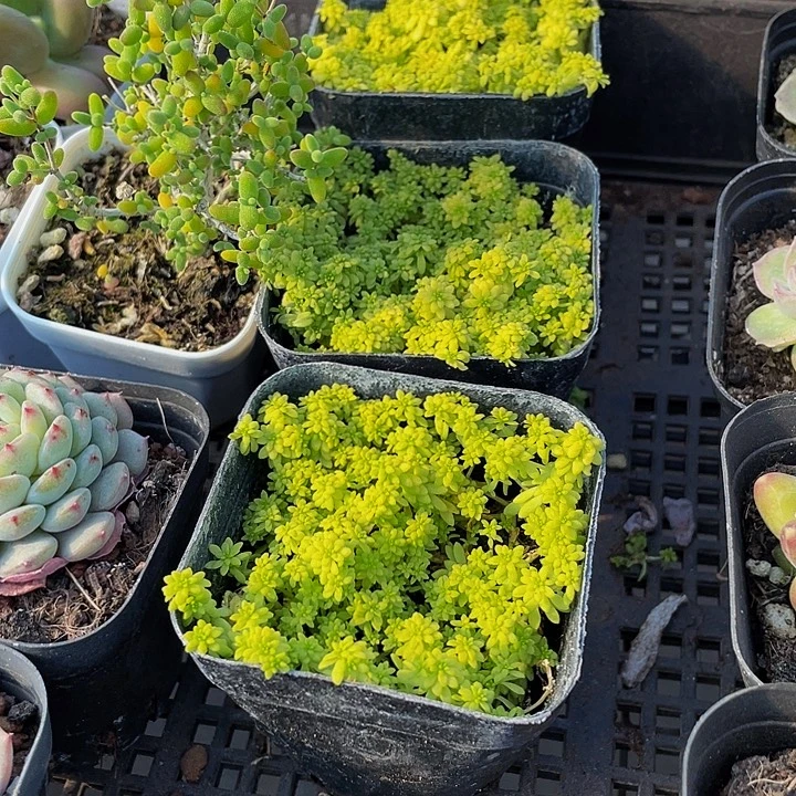 黄金草带盆土发货