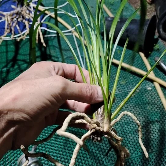 大***凯兰草兰花兰花兰花