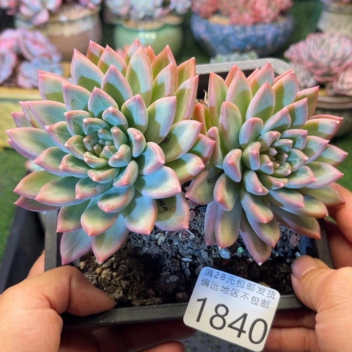 大1840；bzdghjggghhh