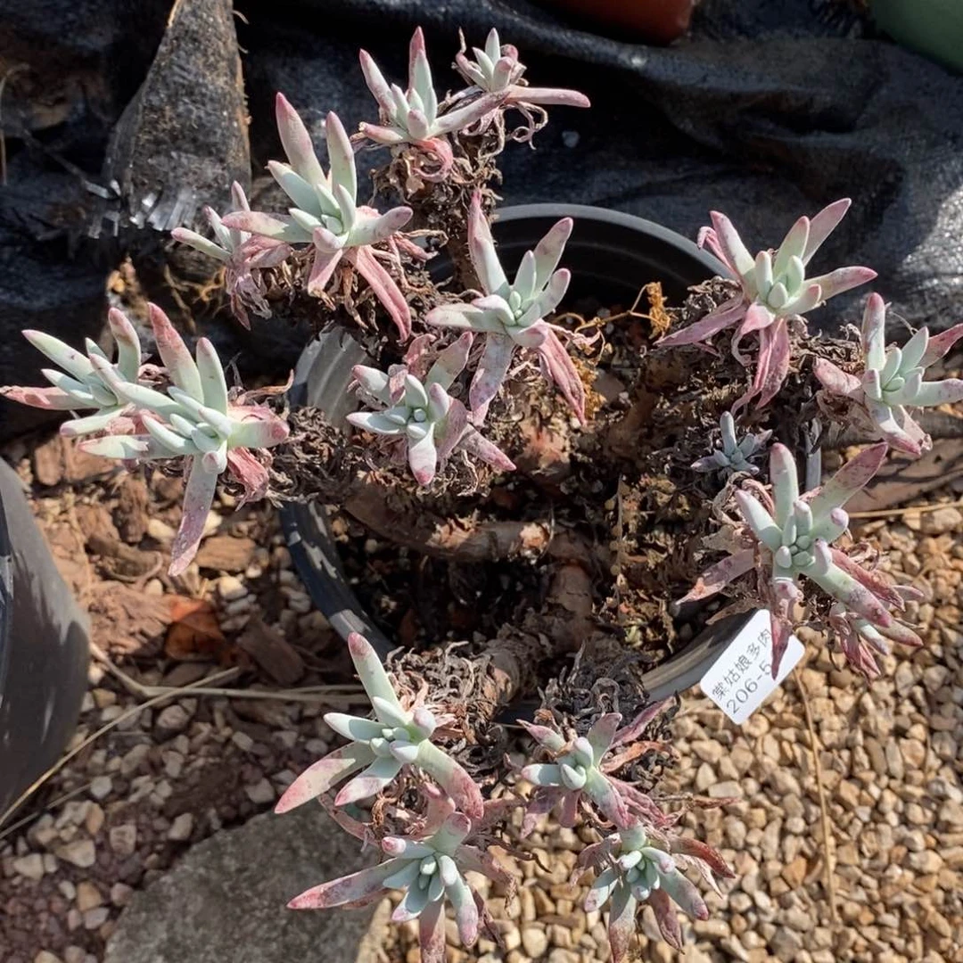 54号爱的瑕疵瑕疵