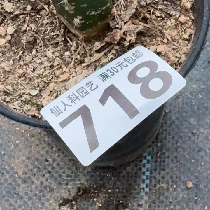 夏***洋无花朵福利大尤718仙人球