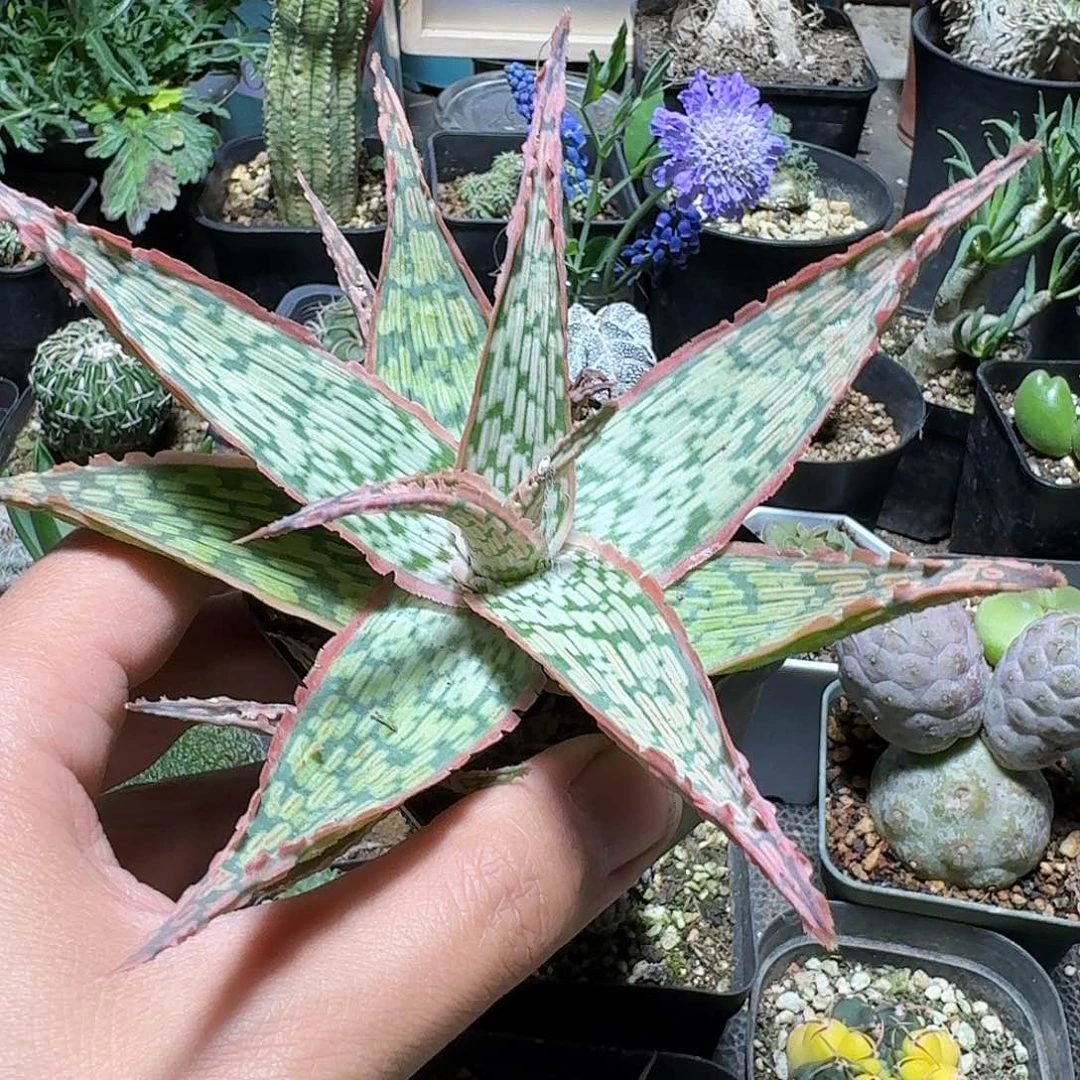 274园艺芦荟脱土发货