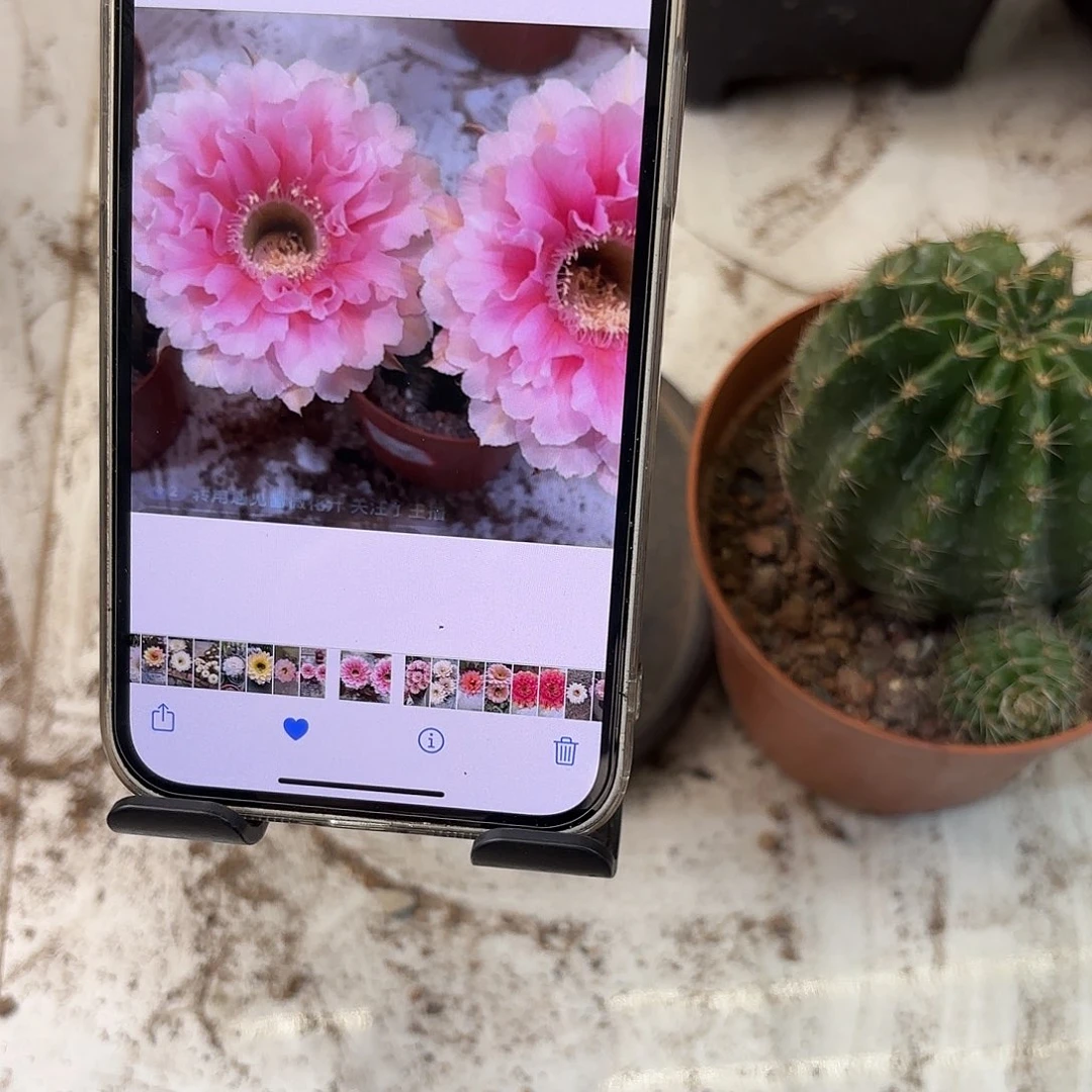 星***河彩草珊瑚6.5-7公分带崽