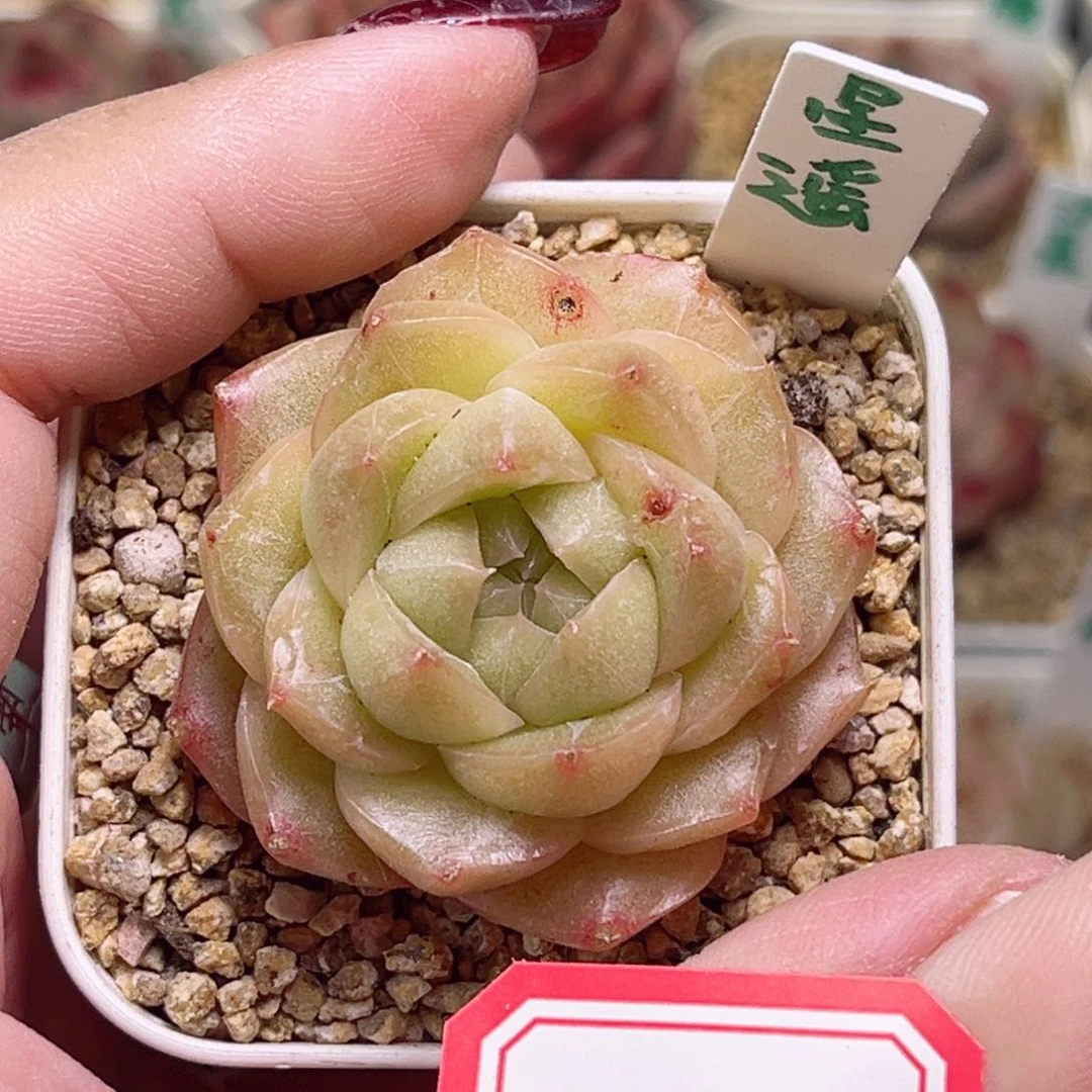 H534一物一拍 星耀