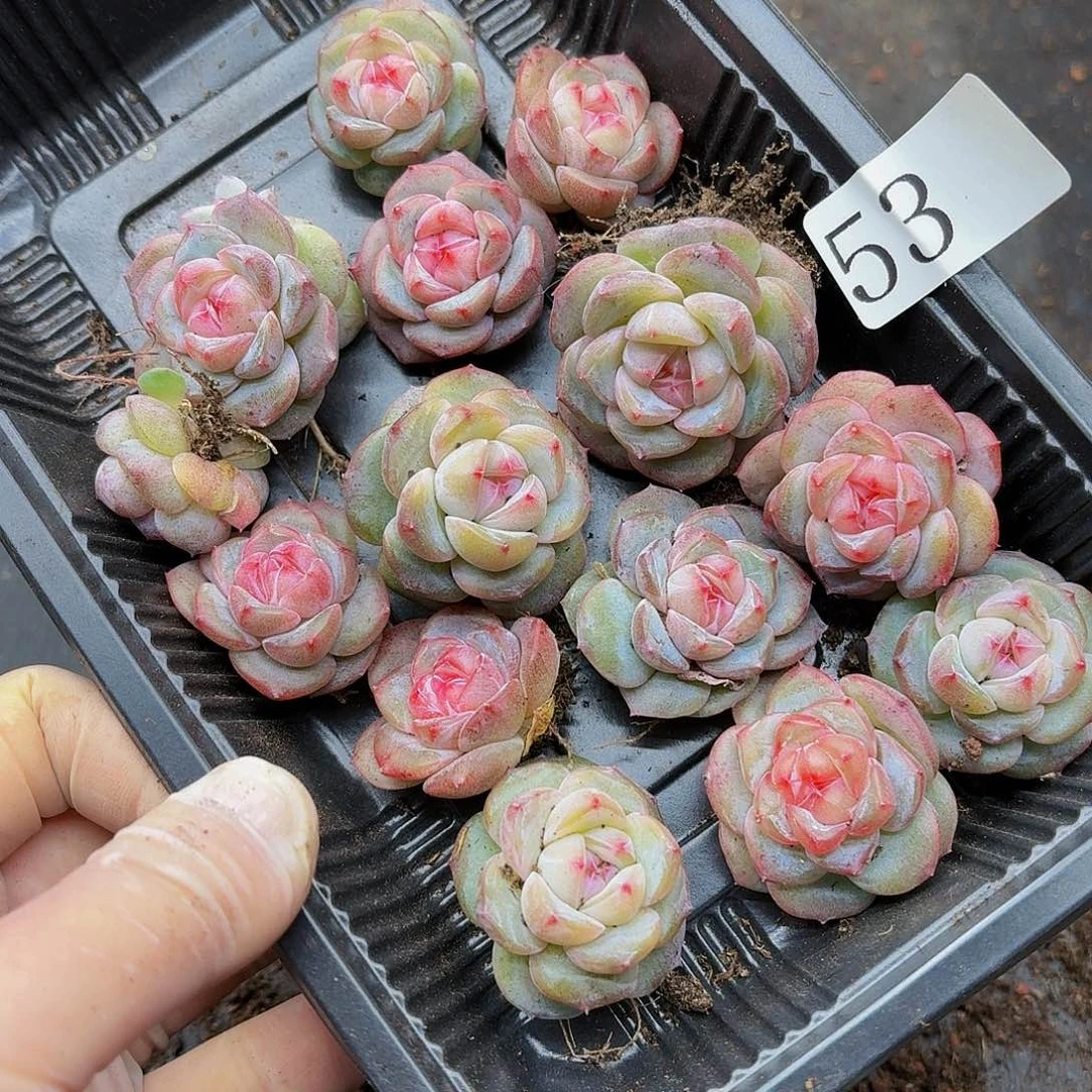 @*左多肉植物多肉植物53