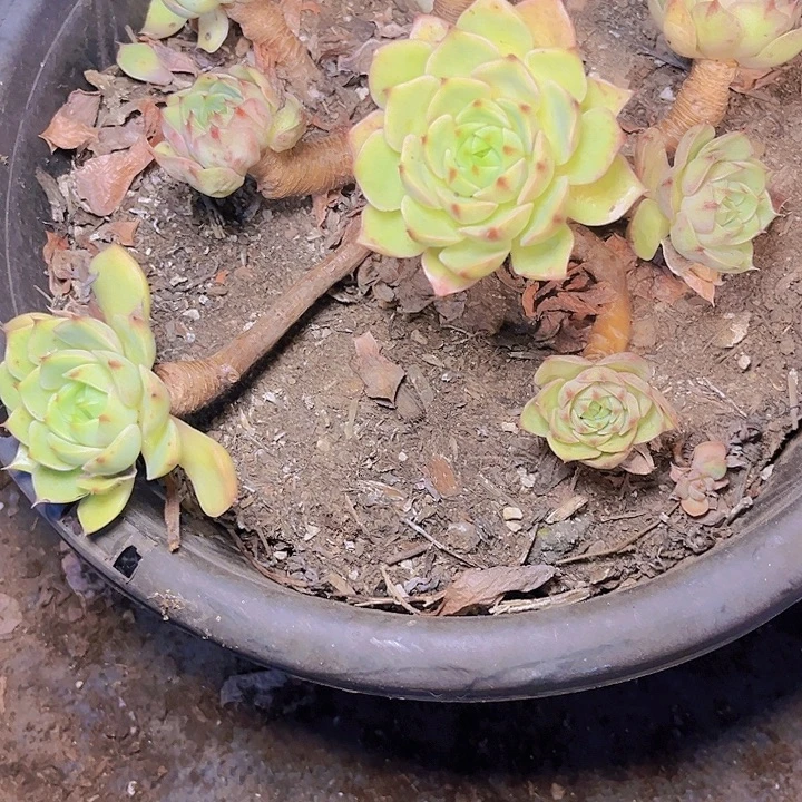 青***室不用来咯哦啦啊哦啊