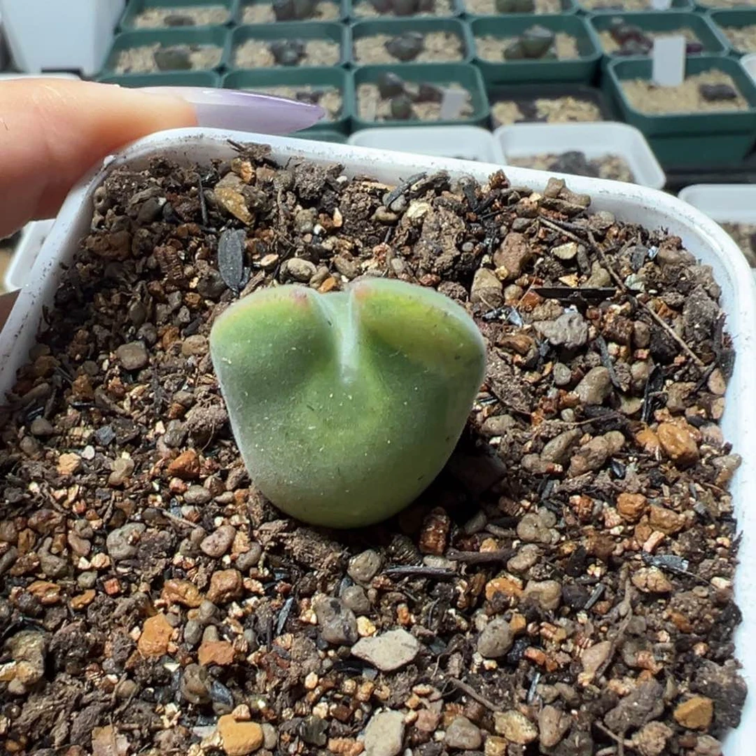 阳***宝空蝉锦锦多肉植物