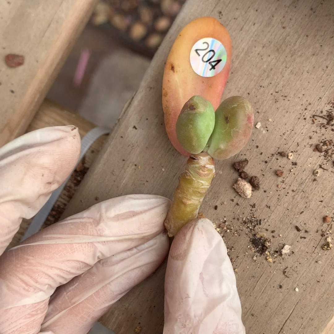 204 乌里韦亚奶酪多肉