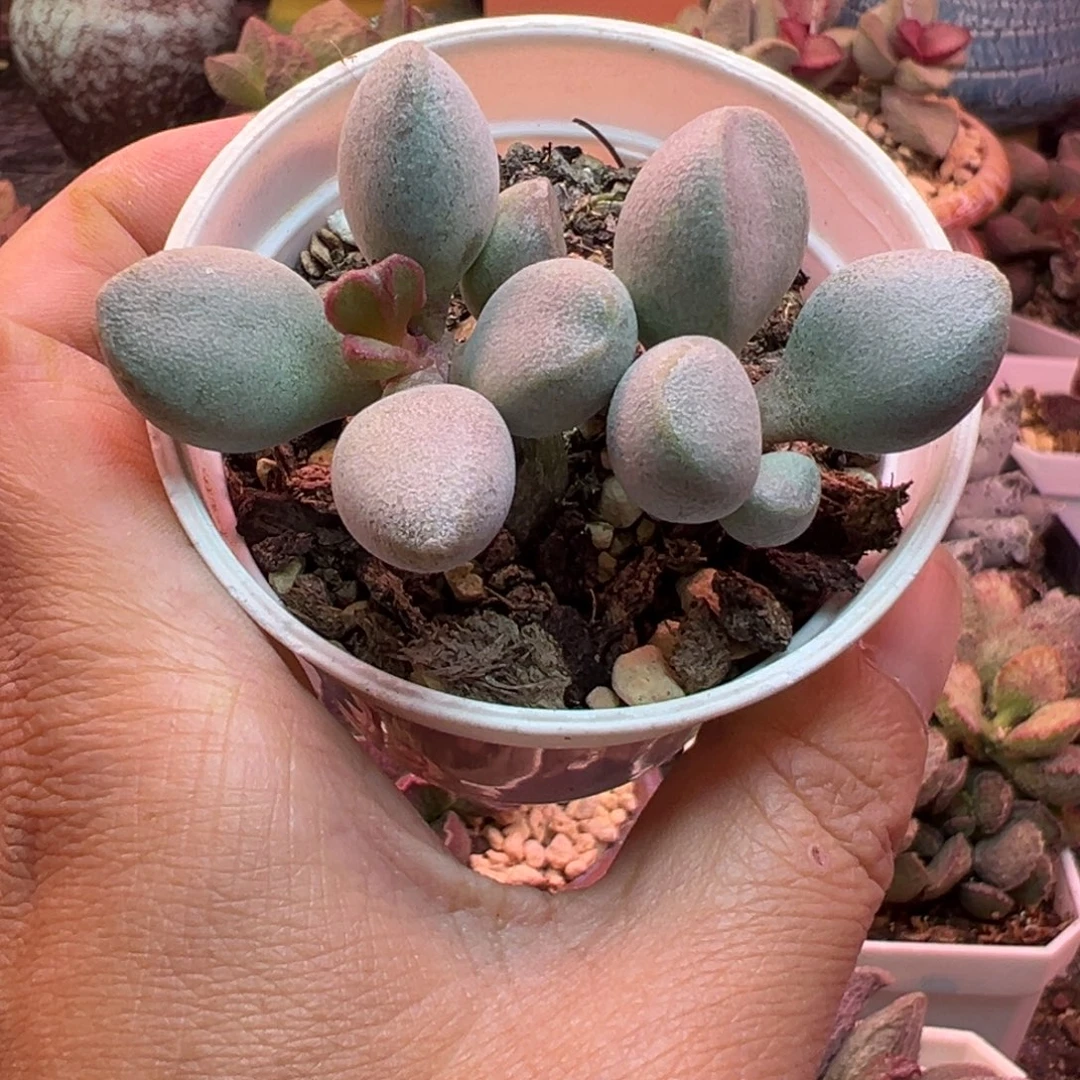 一物一拍，感谢支持