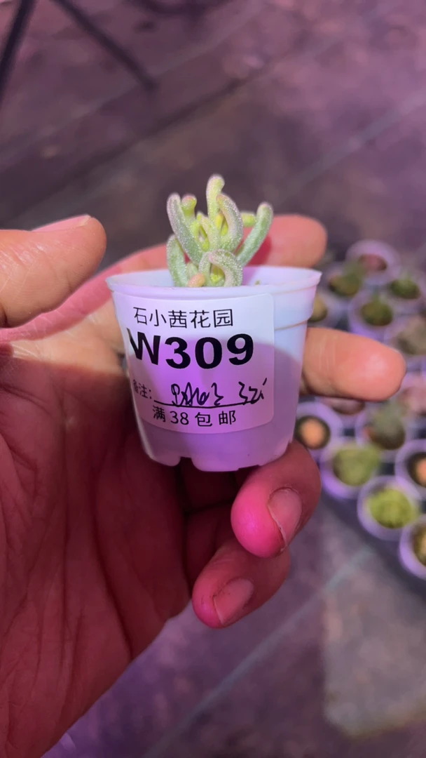 跳跳鱼-超白-多肉植物枝干番杏