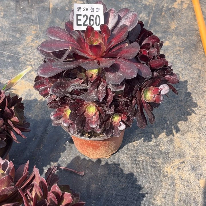 260华纳不包断枝