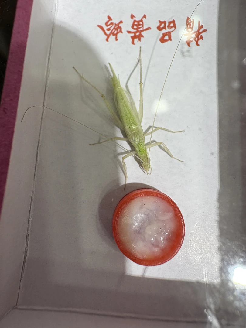 黄山银哨紫竹蛉野生爬宠模具