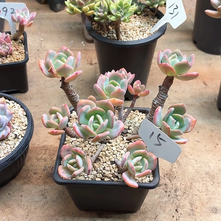 多肉植物，白月光15号