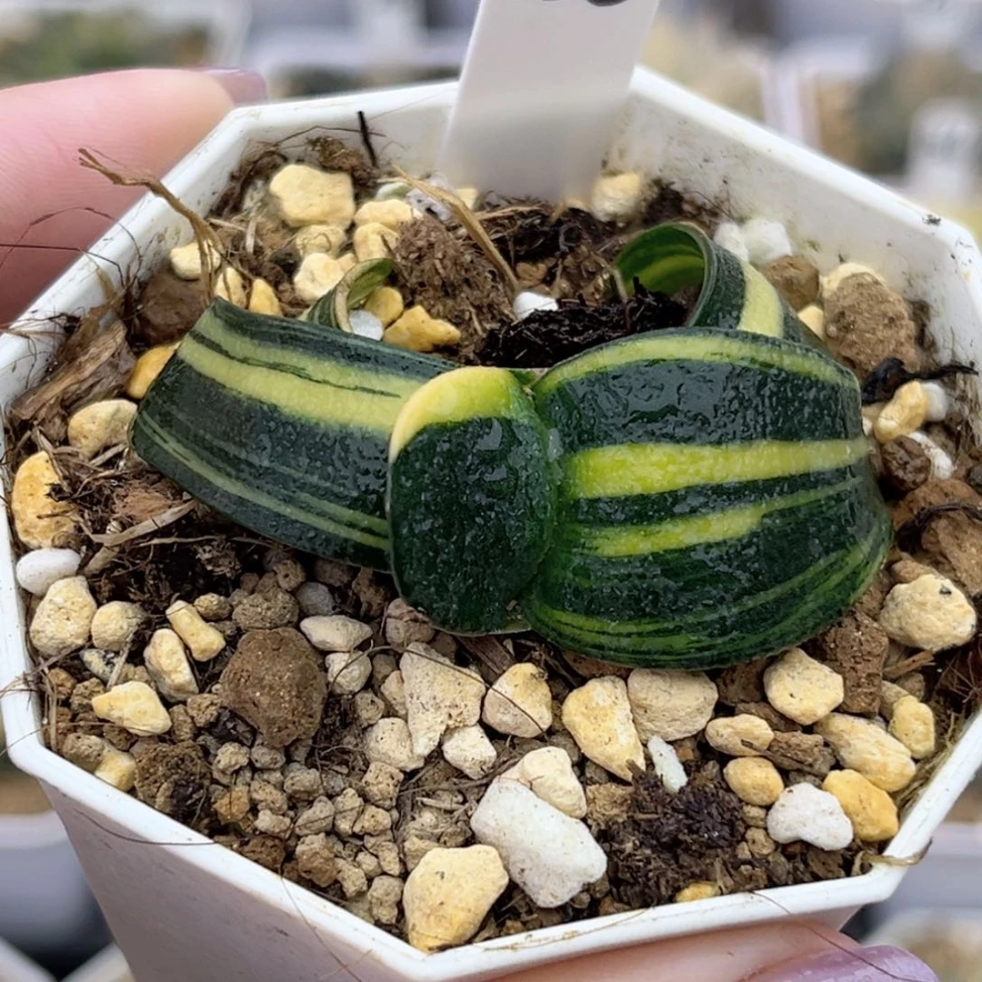 58卧牛锦福利专场