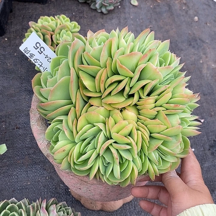 小七夕多肉桃花坞缀55
