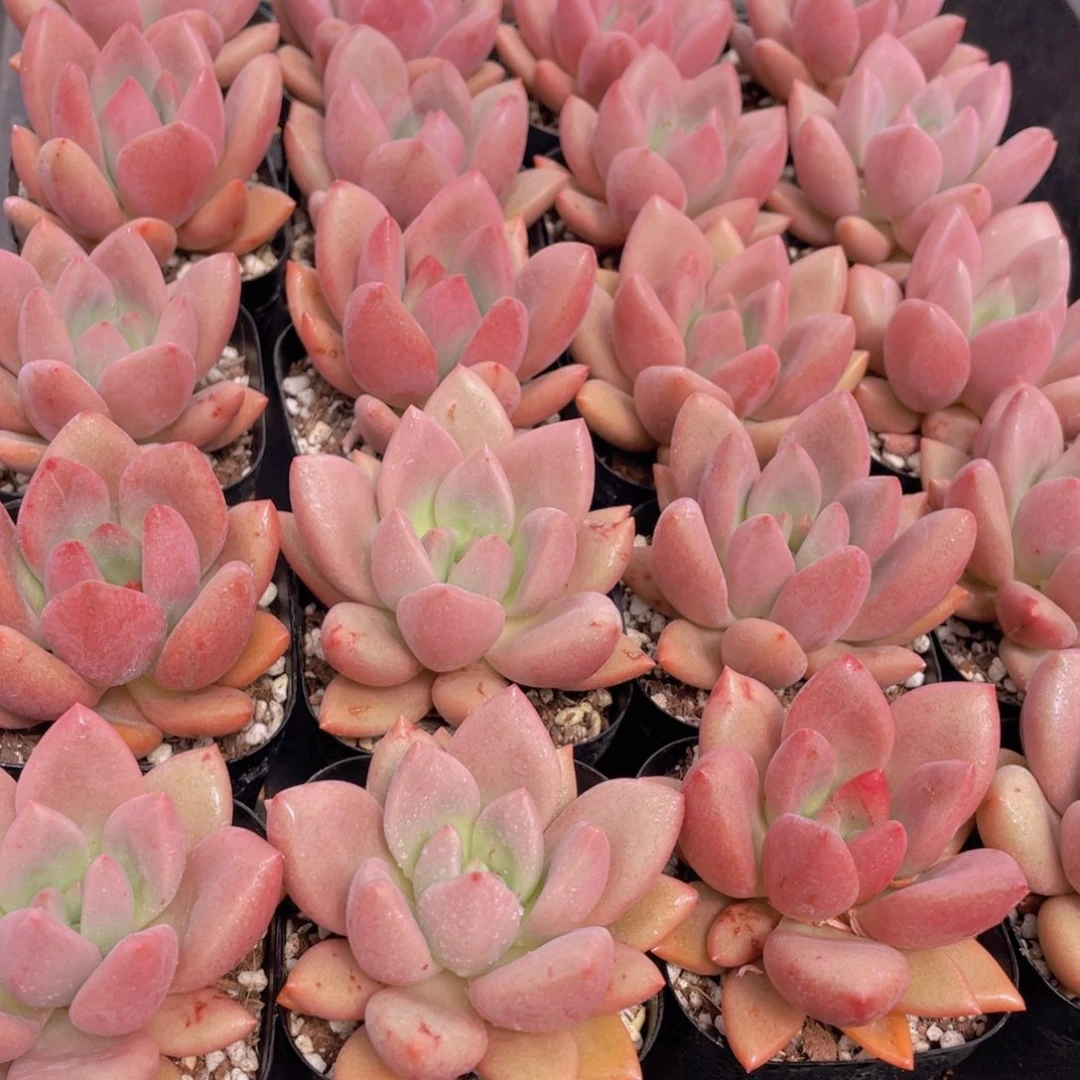 量拍5号 桃花源单头一个