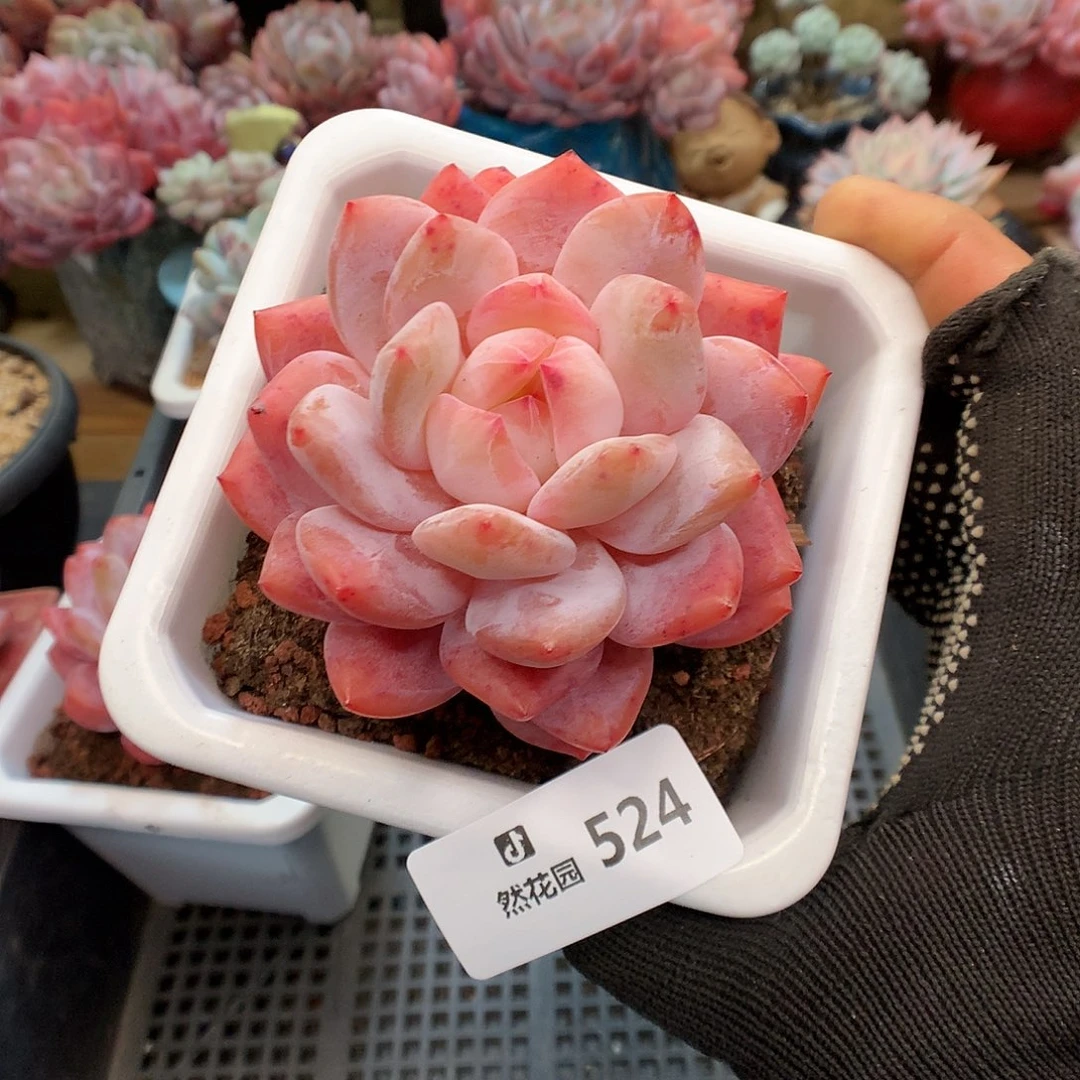 524雪天使多肉植物666