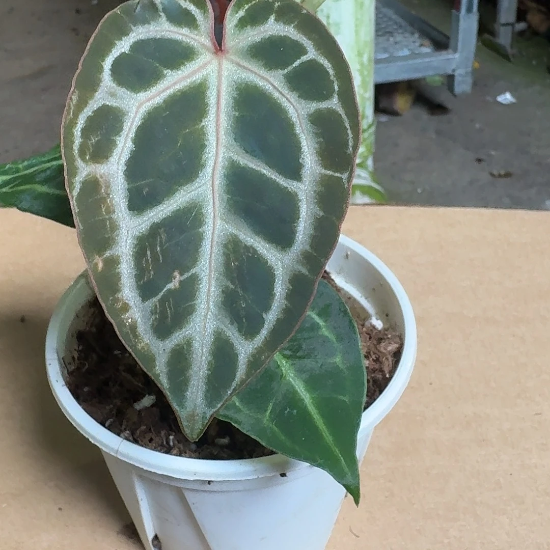 完全开放D245福利花烛