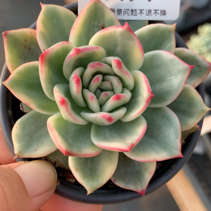 无花朵蔚蓝乌木锦1474