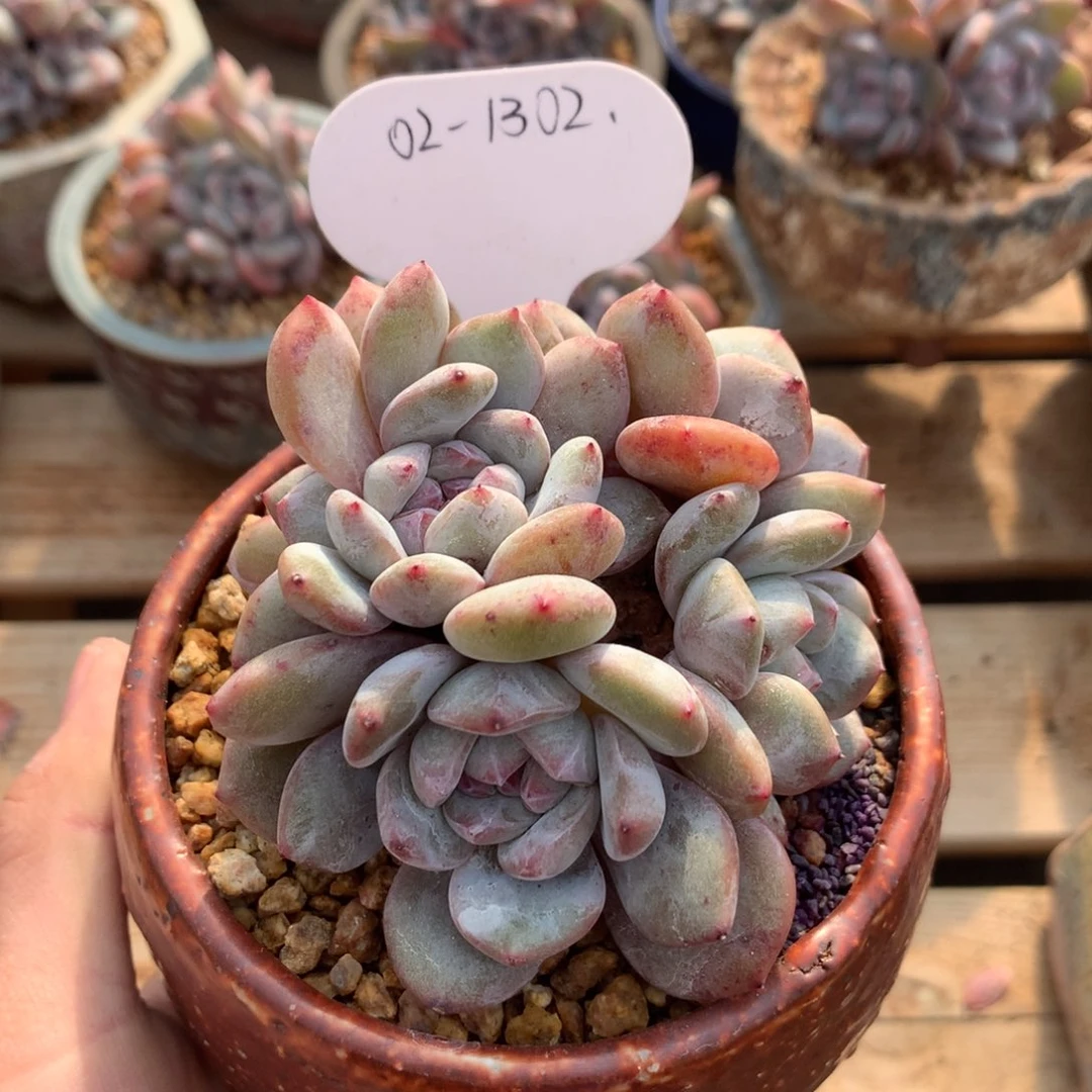 1302 星影石榴籽紫心 开播福利 十九号多肉铺