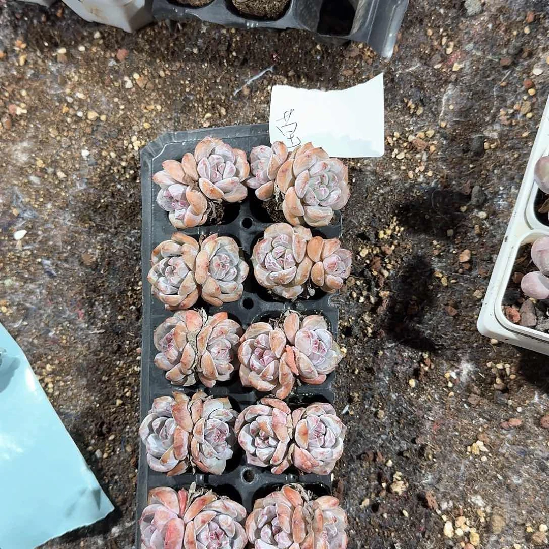 莹莹一物一拍专拍