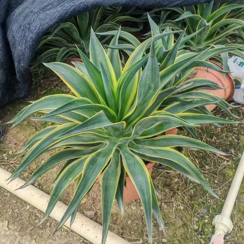 徐小姐花境金边龙舌兰多肉植物花卉办公室内外懒人盆栽四季好养