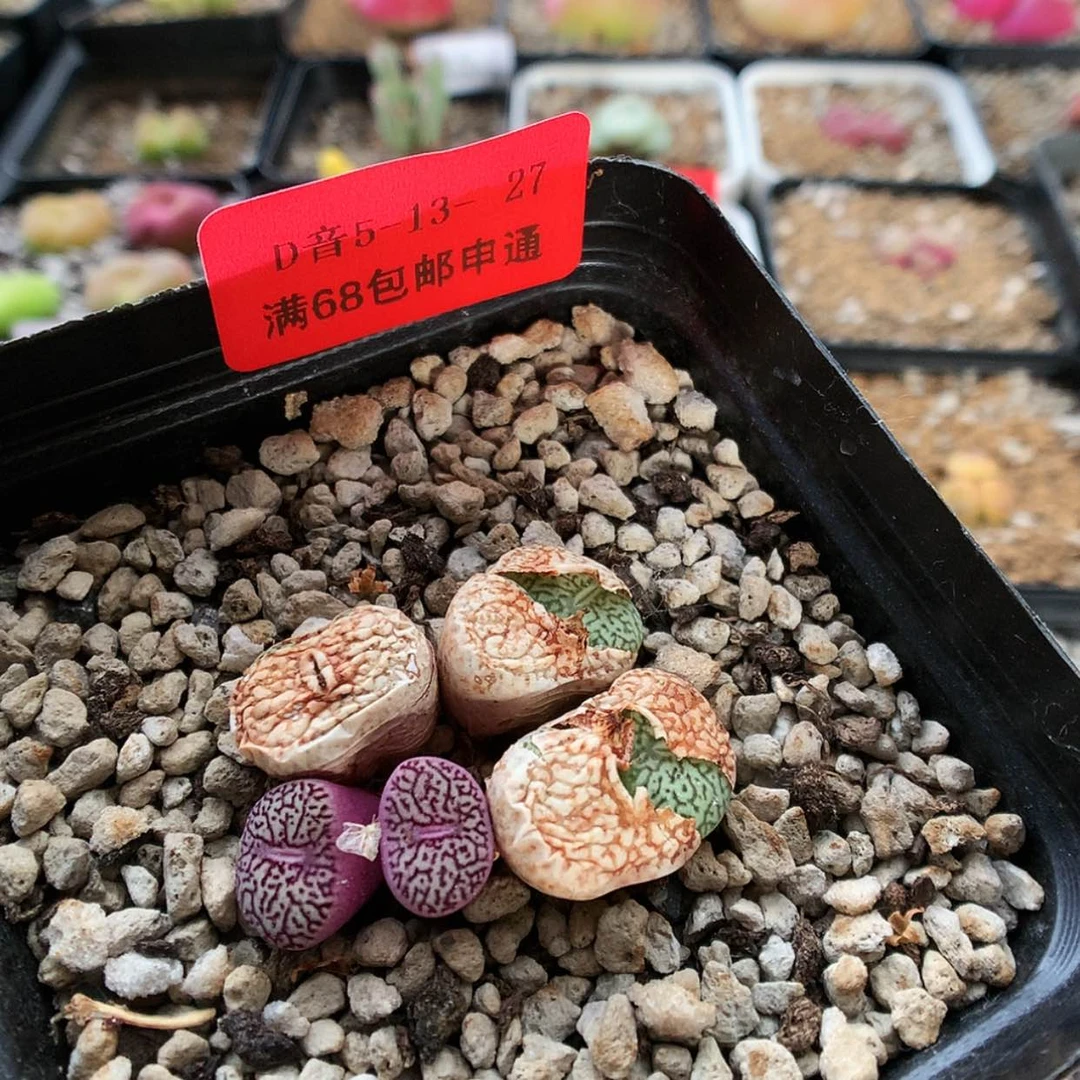 【闪购商品】5-13-27 唐草墨 50