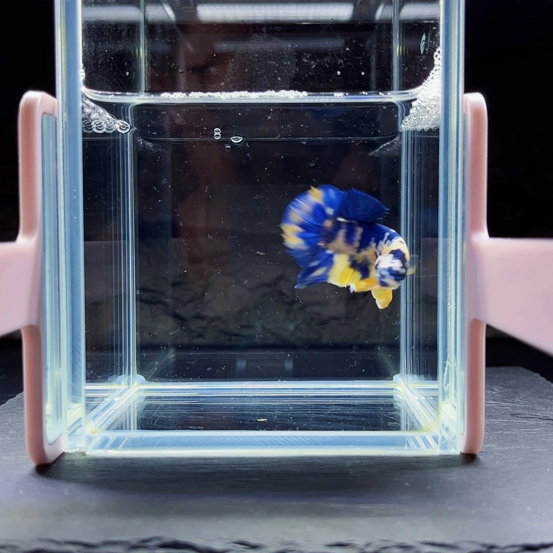 海水宙斯斗鱼竞拍09-03
