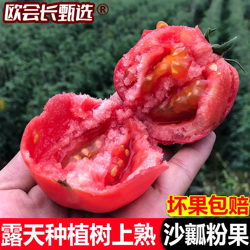 (露天番茄）攀枝花高山露天种植沙瓤西红柿生吃番茄5斤净重