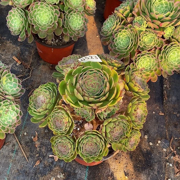 一***城多肉万拉丝5230000