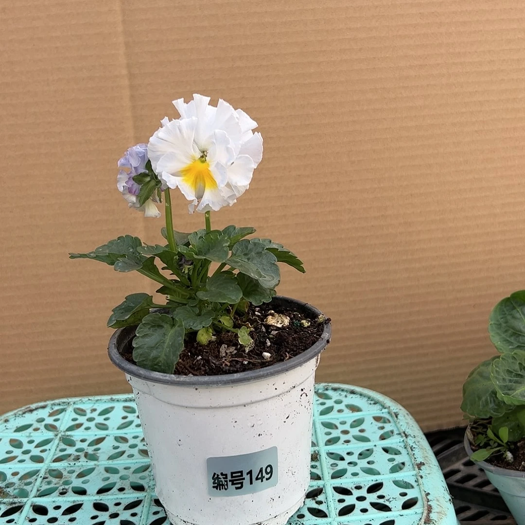 【闪购商品】完全开放149号