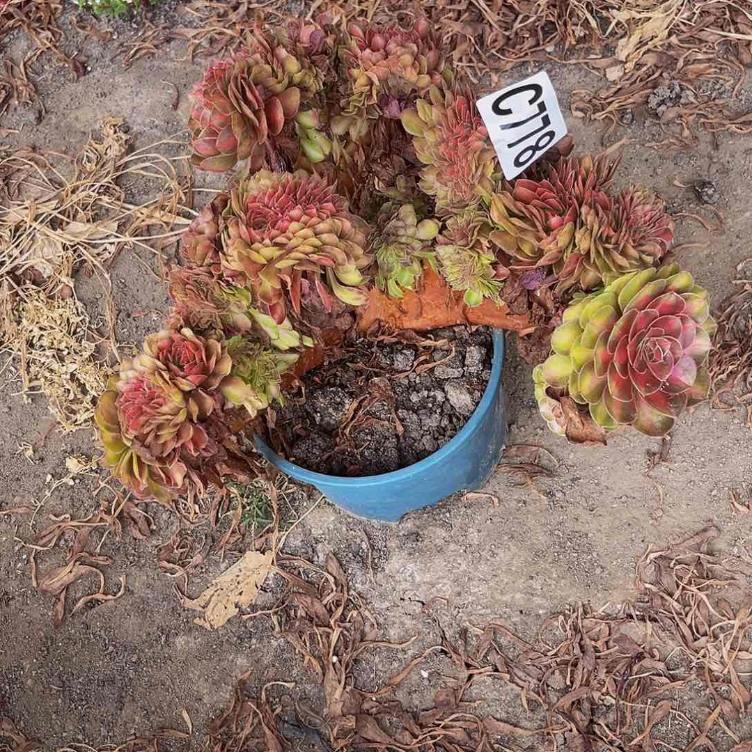 抹茶法师32—-31包邮