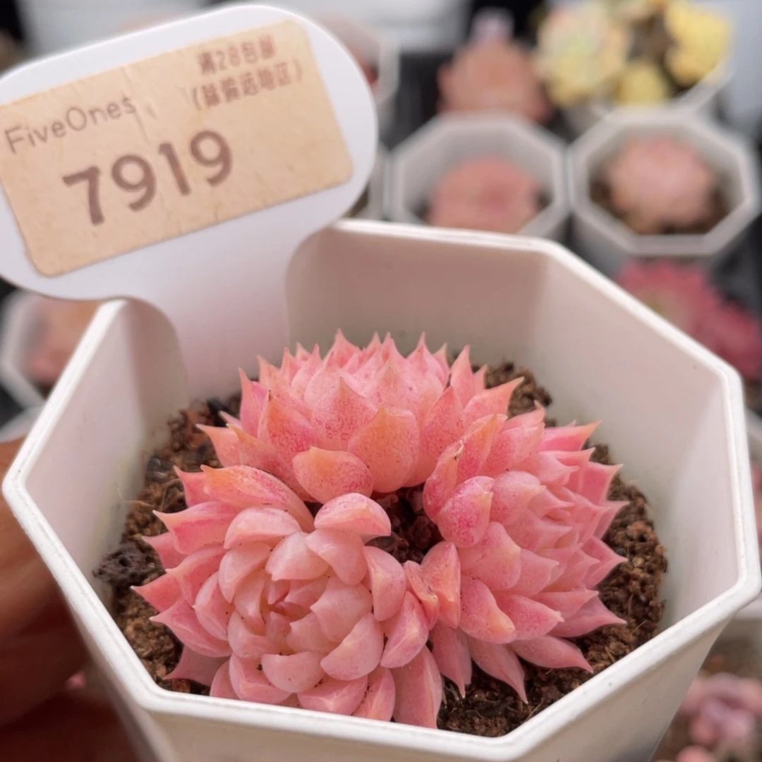 朱砂痣7919-4.5厘米