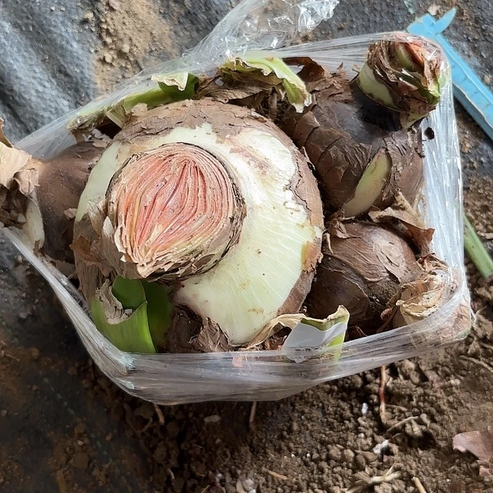 安*杂交盲盒开花不售后超大坨1088