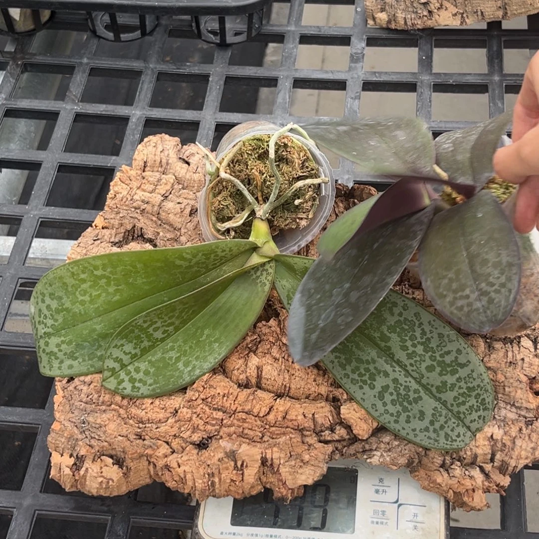 无花朵板值三颗象耳交香黄史苗