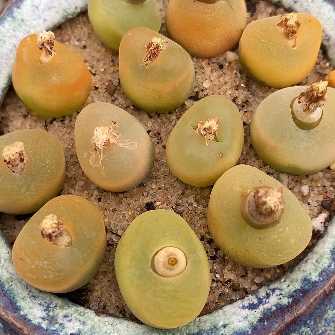 2226黄桃样品一组。