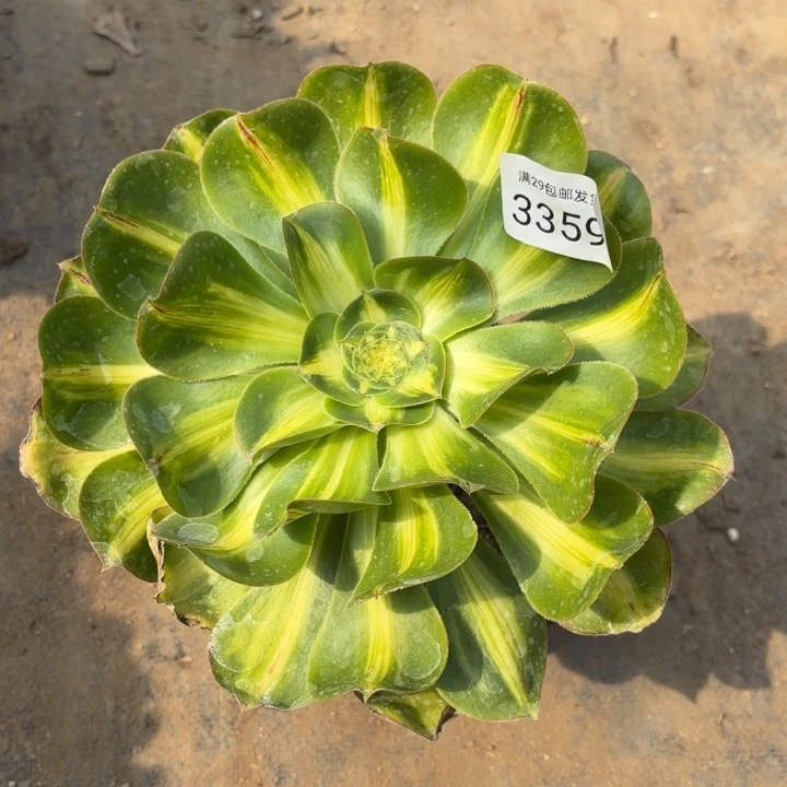 暴君多肉法师3359
