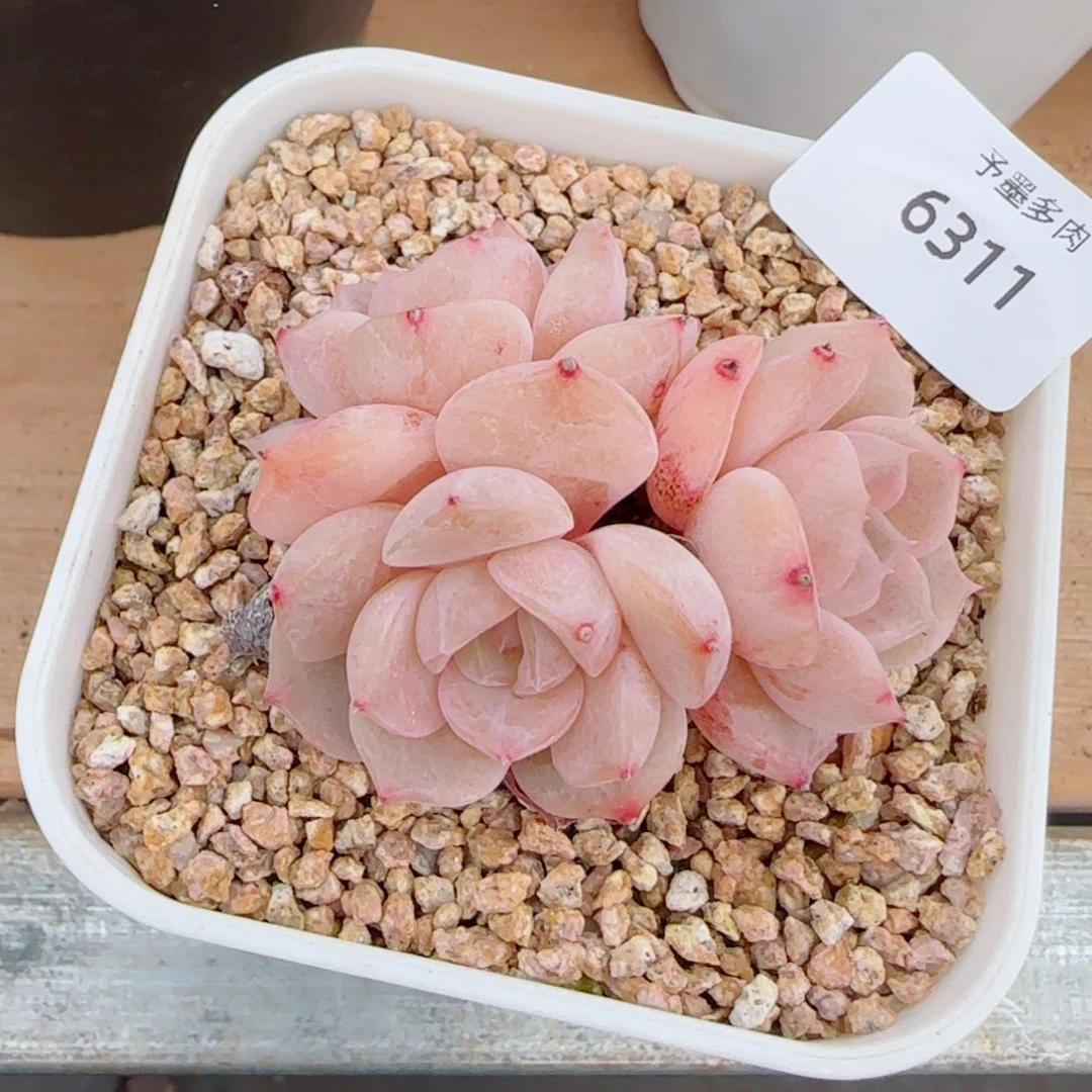 水晶桃子，6311多肉植物