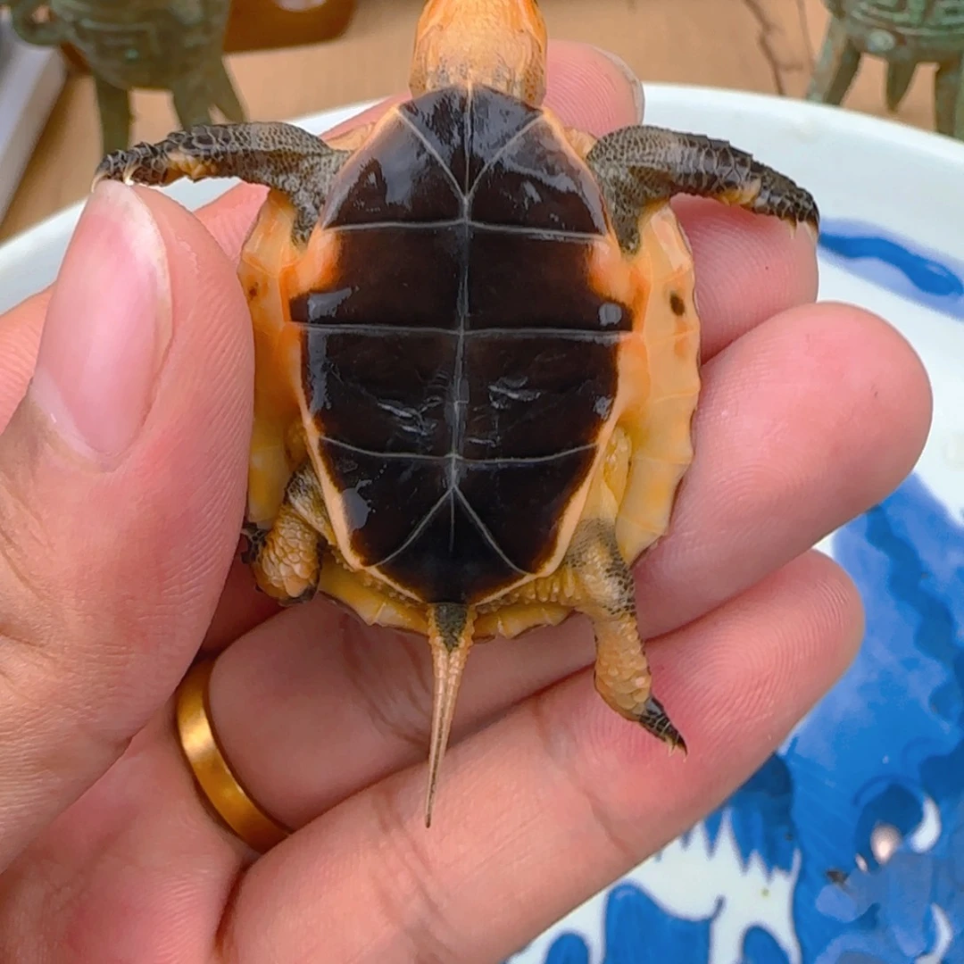 不分公母宠物龟帝王安缘