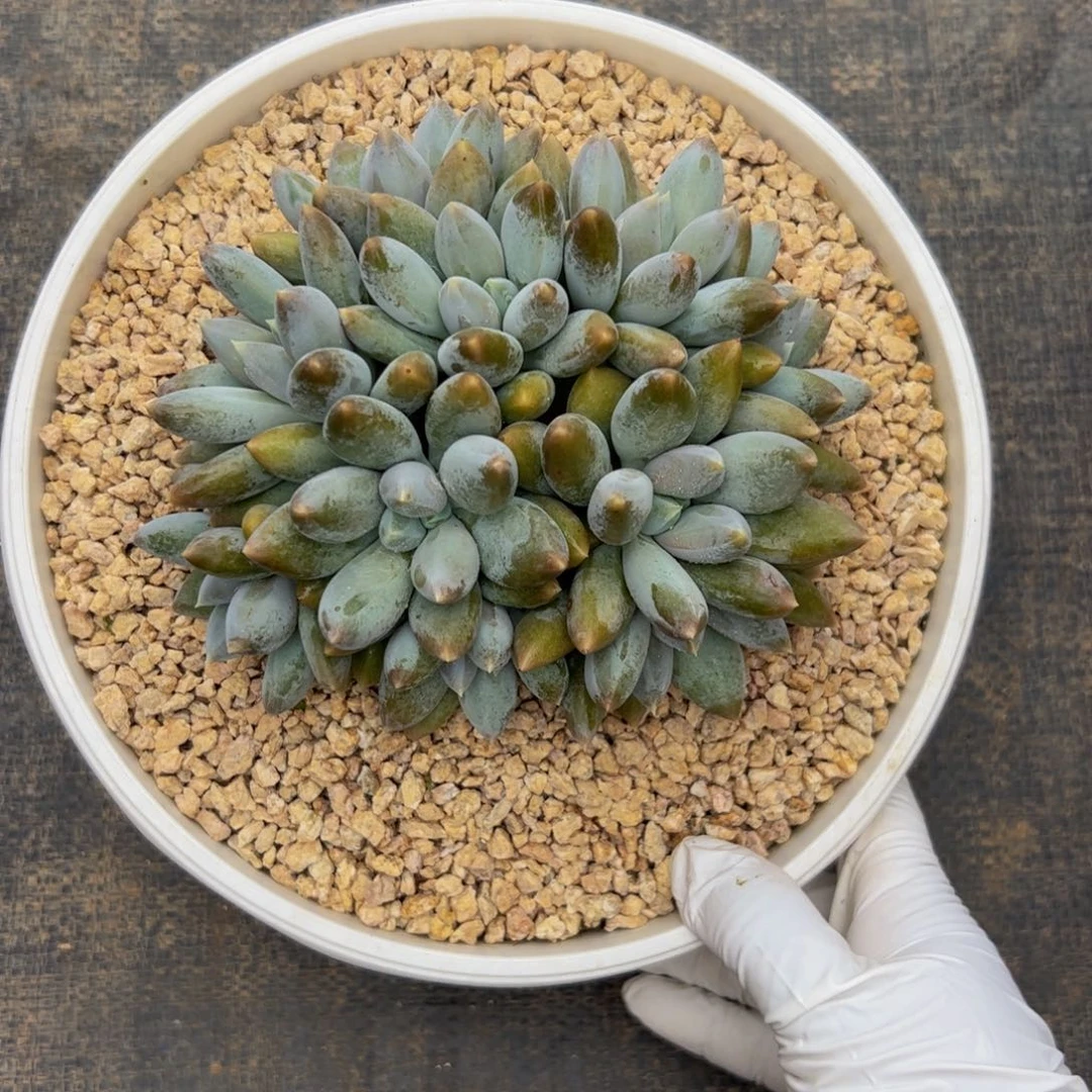 H***.多肉植物多肉植物